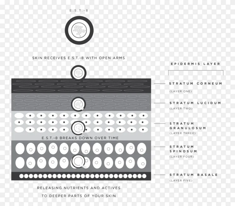 护肤科学化妆品植物干细胞科学png图片素材免费下载 图片编号1658589 Png素材网