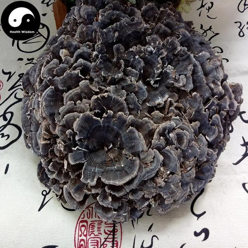 

Coriolus Versicolor Mushroom, Trametes Versicolor, Yun Zhi