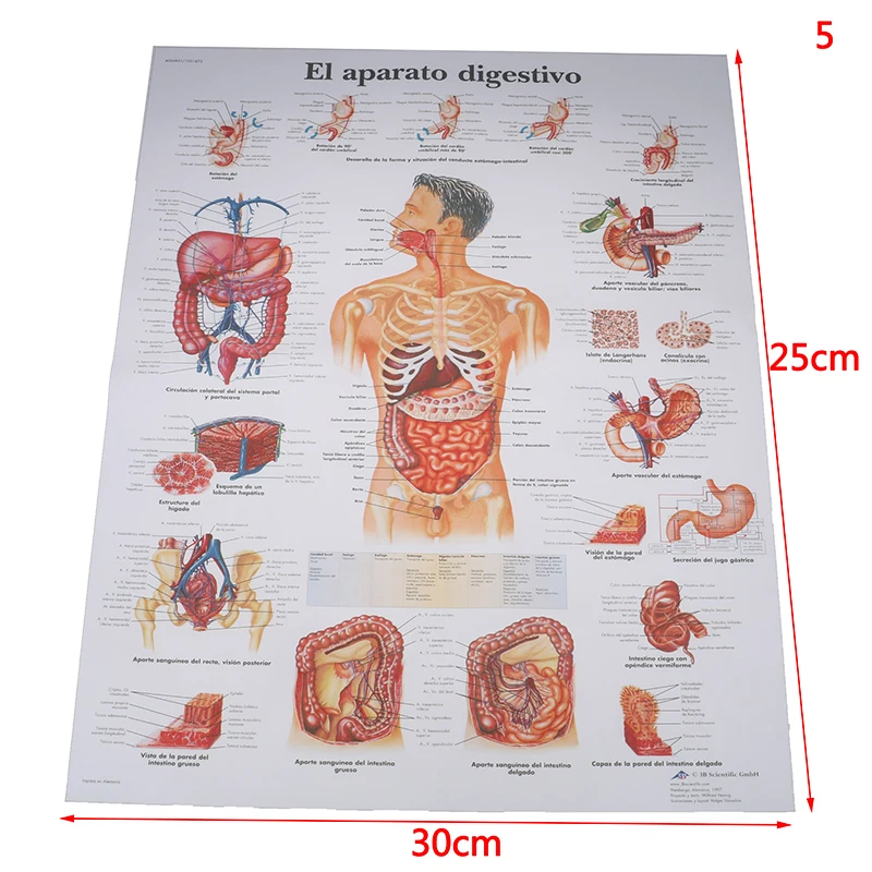 Горячая печать карта тела шелковая картина Настенная картина Анатомия Мышц Человека система художественный плакат для медицинского образования больница массаж карта - Цвет: 5