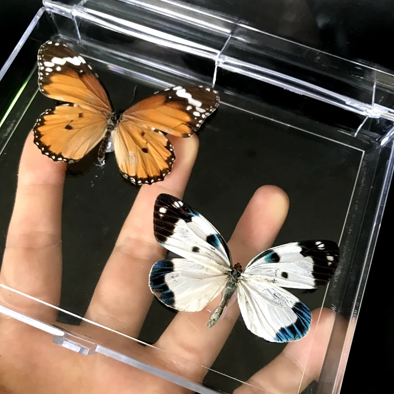 1PCS Natural Real Butterfly Specimen box Colorful Mixed Pretty Butterfly Education Teaching Home Decor Artwork Material gift DIY wade miniatures