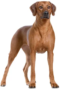 

Dinghy Tuzik overalls Rhodesian Ridgeback dog warm