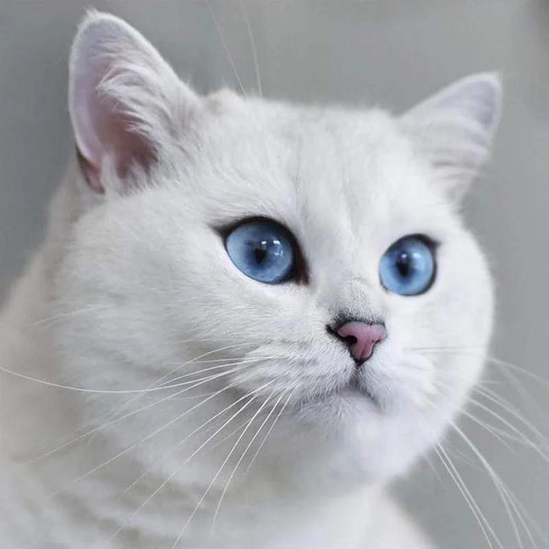 520 шт. деревянные английские короткие Пазлы для кошек, детские 3D игрушки-головоломки с животными, детские деревянные интересные развивающие игрушки для взрослых gif - Цвет: 520Pcs