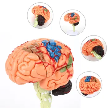 

32 Blocks Brain Anatomy Model Manual Teaching Visual Medical Teaching Model Study PVC Durable Scientific Human Brain Model