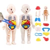 3D Human Body Torso Model Educational Learning DIY Assemble Puzzle Toy Children Kids Montessori Body Organ Medical Teaching Tool 1