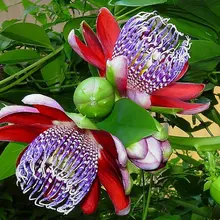 Genuine 100 PCS Passiflora Ambigua plantas,Bonsai Rare Flower flores, Perennial Outdoor Potted plants for Home& Garden
