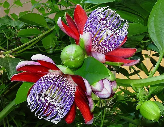 

100% Genuine 100 PCS Passiflora Ambigua plantas ,Bonsai Rare Flower flores, Perennial Outdoor Potted plants for Home & Garden