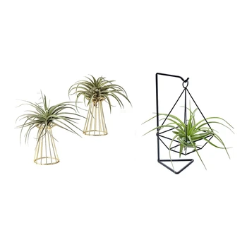 

2 Pcs Air Plant Holder Tillandsia Base Nine-Sided Tower-Shaped & 1Pcs Air Plant Terrarium, Air Plant Stand