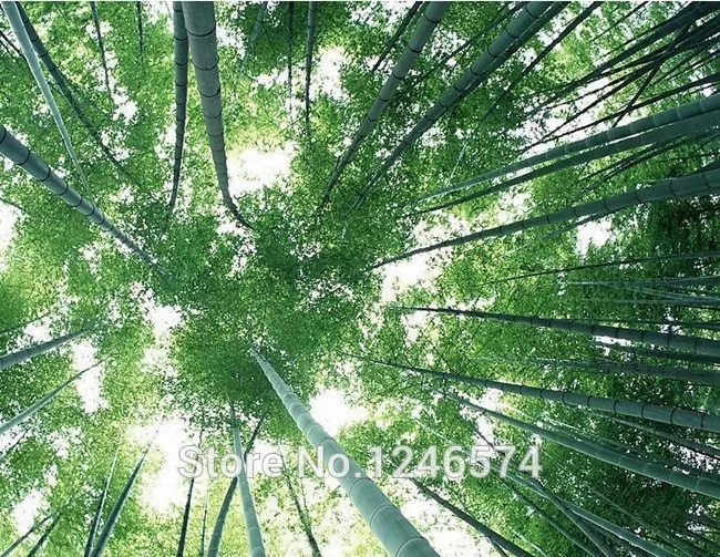 Огромный 100 бонсай гигантский Phyllostachys Pubescens Moso Bamboo бонсай Hardy-Giant