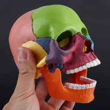 

15pcs/set 4D Disassembled Color Skull Anatomical Model Detachable Medical Teaching Tool