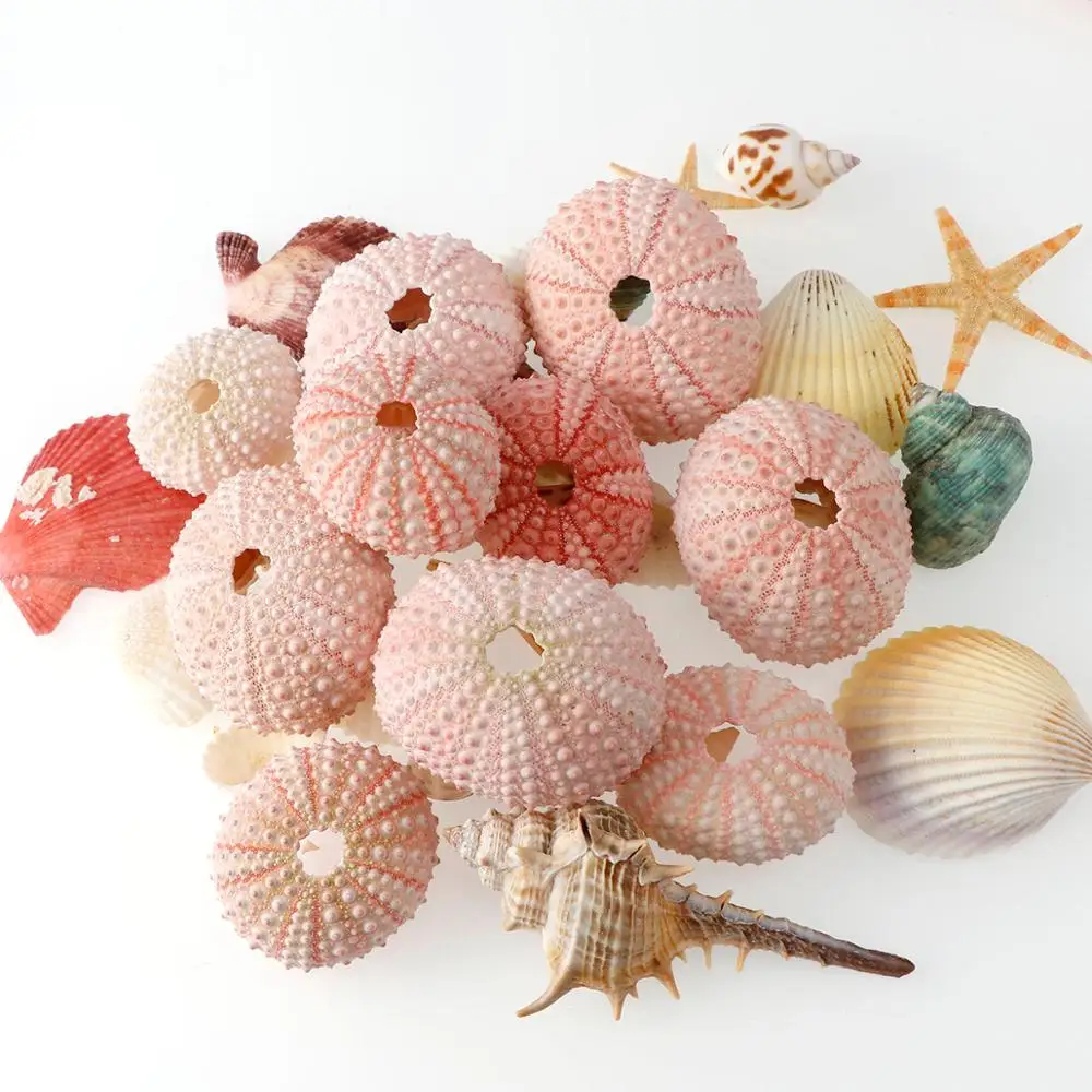

2/4/6pc 3-5cm Pink Color Sea Urchin Natural Shell Conch Design Window Starfish Gift Table Fish Tank Decoration Home DIY Wall