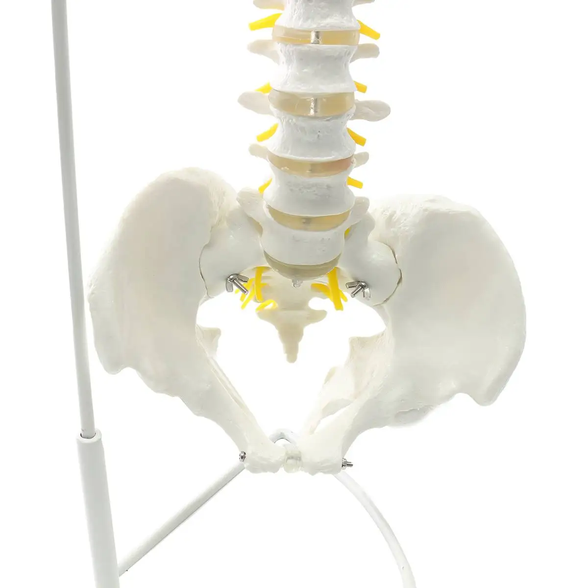 73 см Размер жизни гибкий Chiropractic человеческий позвоночник анатомическая модель с подставкой школьная медицинская научная образовательная модель