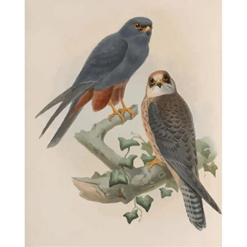 

Painting By Numbers Noisy Bird DIY For Adults Home Decor Oil Painting By Numbers Animals HandPainted Pictures Art Gift Home gift