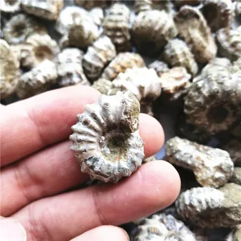

Stone Not Polishing Play Goods Of Furniture For Display Rather Than For Use Ammonites Mineral Specimen Fish Tank Watch Stone