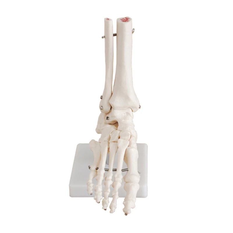 Foot Skeleton Model 1:1 Foot Joint Model Foot Skeleton Model Medical Studies Bones Skeletal Anatomy Clinic Show Teaching