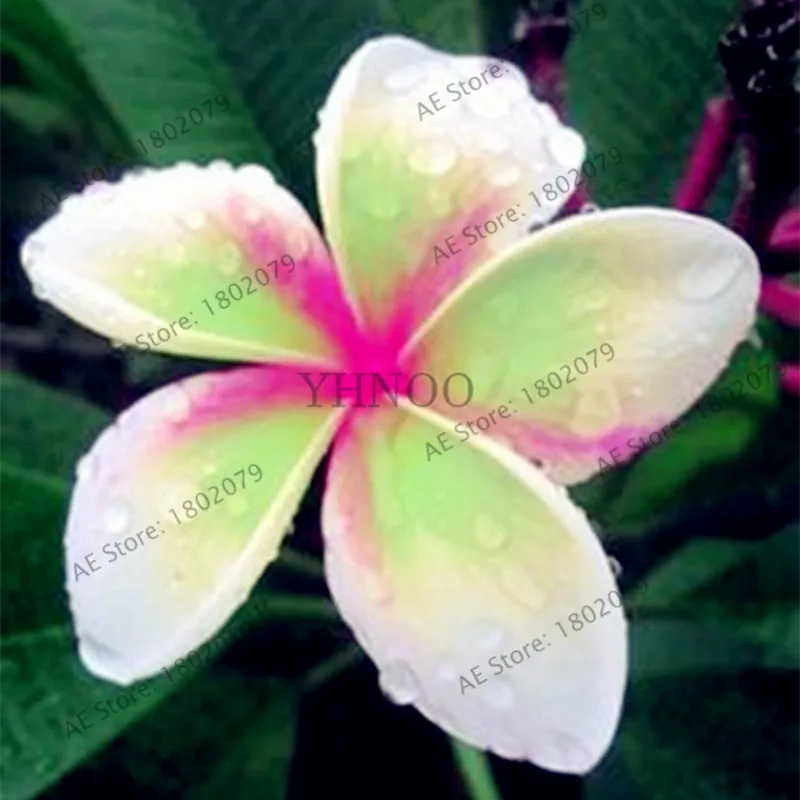 20 шт./пакет разные цвета Frangipani Плюмерия красная Цветок flores, многолетнее растение бонсай растения для дома и садовое насаждение