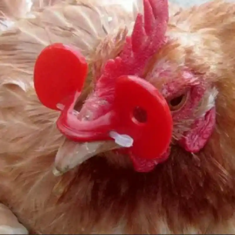 1pc plástico bico de galinha fechos galo óculos de proteção galinhas anti-bicar óculos boca anel de pressão alicates instalação equipamentos de aves domésticas quente