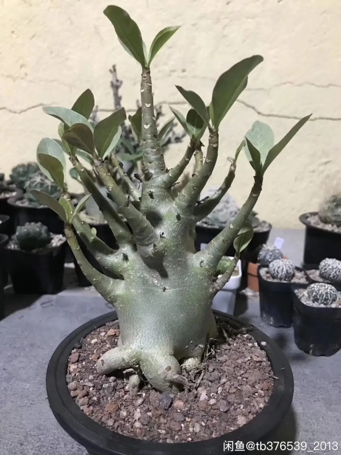 Свежий настоящий "Adenium arabicum" Микс-бонсай декоративный P-Se-eds балкон горшечные цветы Drawf Adenium Obesum для сада