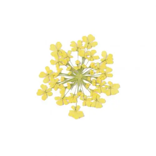 100 шт прессованный высушенный цветок Ammi Majus эпоксидная смола для маникюра DIY Декор для телефона - Цвет: Цвет: желтый