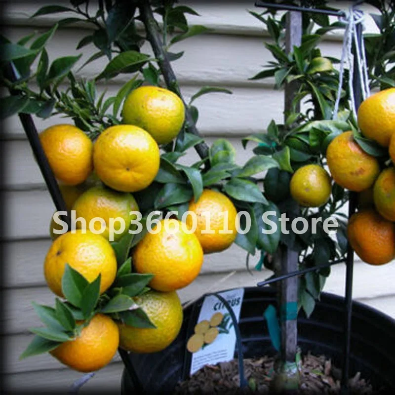 30pcs Bonsai Orange Potted Tangerine Citrus Fruit Dwarf Tree Indoor Plant Home Garden Plants