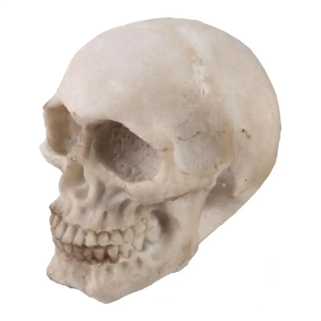 Hanging Resin Terror Moon Skull and1:1Realistic Replica Human Skull 