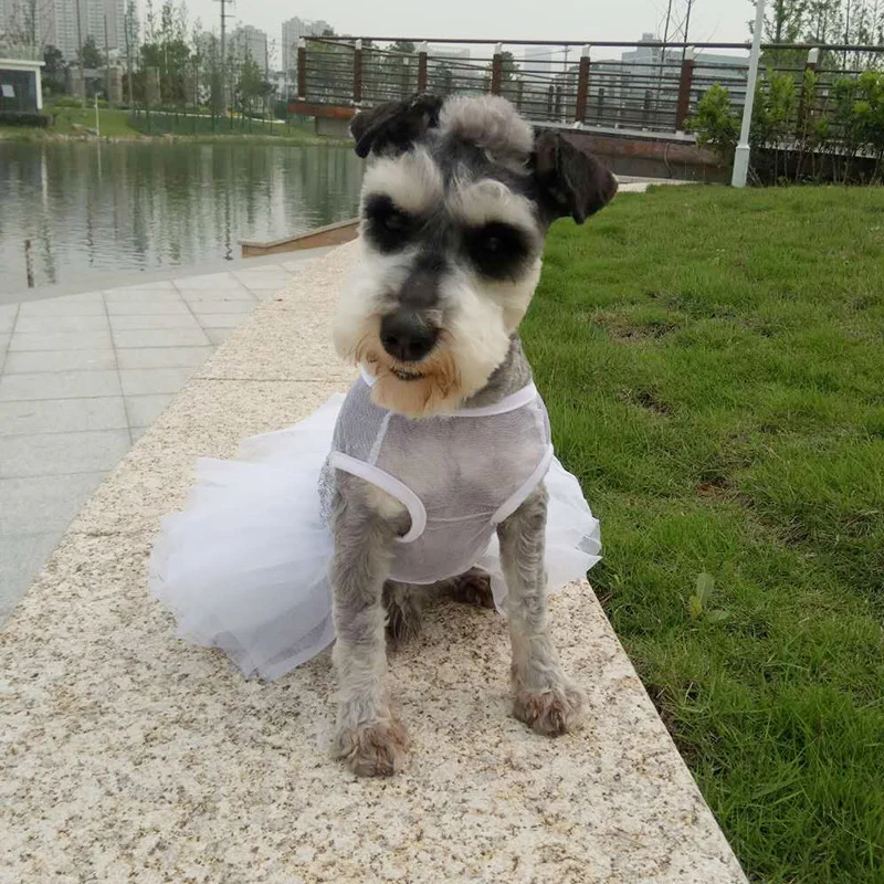 Vestidos para cães