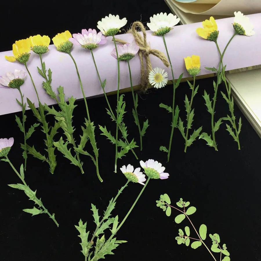 

250pcs Side Pressed Dried Chrysanthemum Paludosum Flower Plants Herbarium For Jewelry Bookmark Phone Case Candle Art DIY