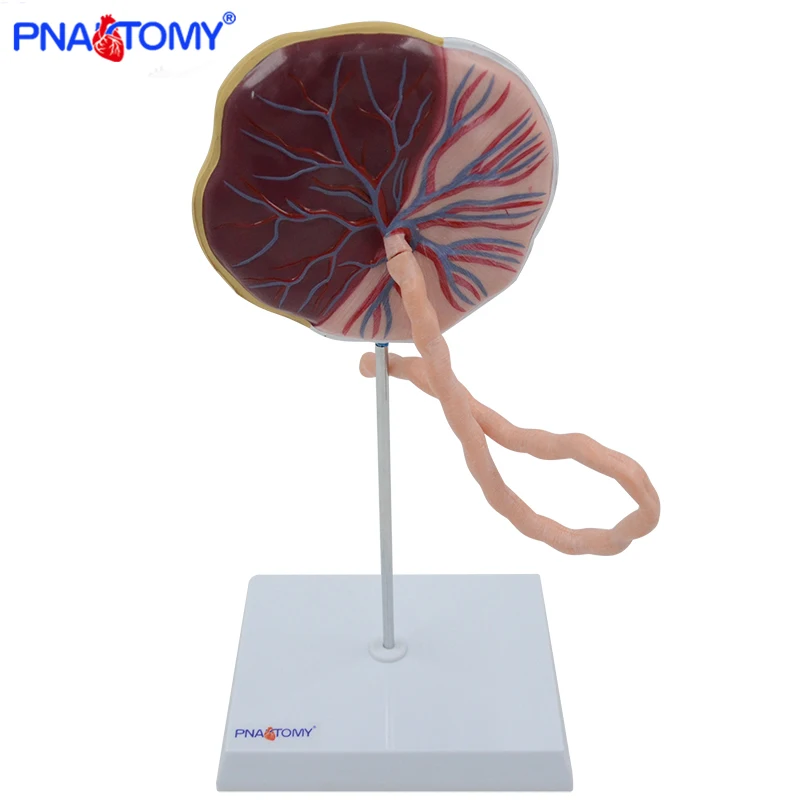 modelo-anat-mico-de-placenta-para-o-feto-modelo-anat-mico-de-placenta