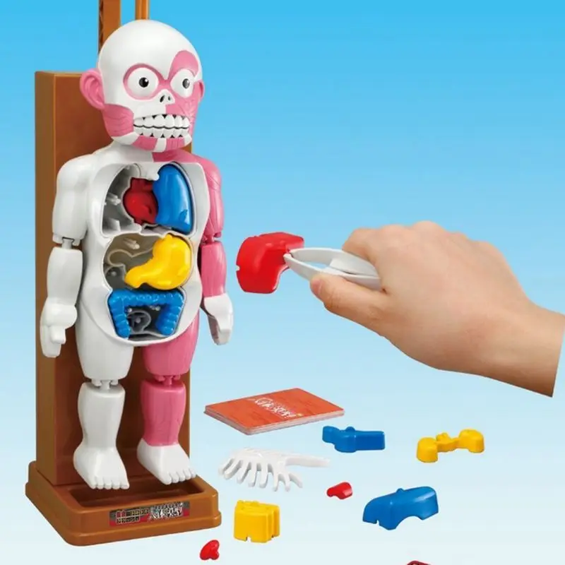 Children's educational toy mannequin puzzle learning human organs