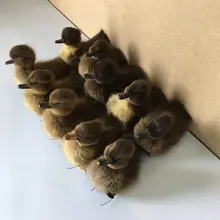 Taxidermy 10 реальный утенок милый материал птица черный