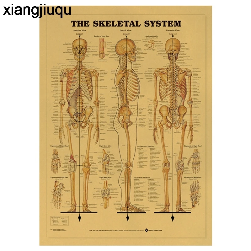 Human Skeleton Kraft Paper Poster Vintage Nostalgic Human Muscles Bones Wall Stickers Decoration Anatomy Picture 42 30cm Painting Calligraphy Aliexpress