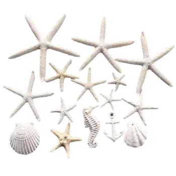 

White Starfish Aquarium Fish Tank Ornament Decoration Sand Dollars Mixed Ocean Beach Starfish-natural Seashells Perfect