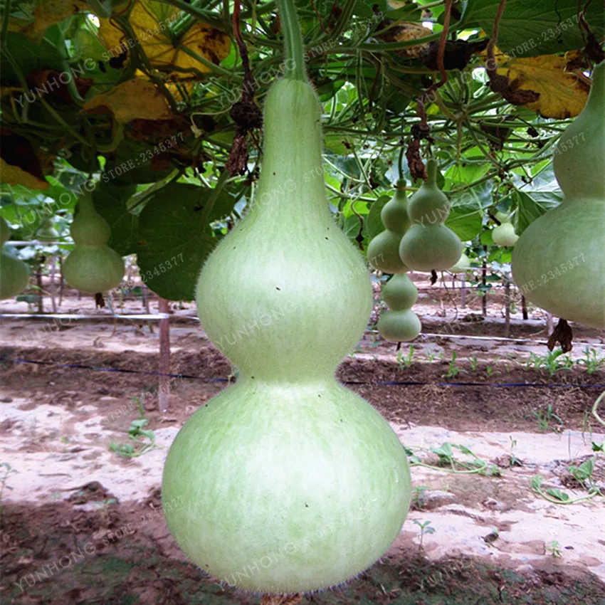 10-Pcs-New-Bottle-Gourd-Bonsai-Big-Wine-Gourd-Spoon-Lagenaria-Siceraria-Bonsai-Calabash-Gourd-Vegetable (3)