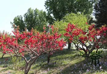 

Prunus Mume Plum Blossom Chinese Plum Mei Hua