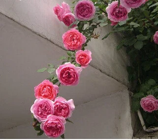 Rosa, альпинизма, растения, polyantha Rose, платье с цветочным узором в китайском карликовые деревья, альпинизма, розы, сад, 200 шт./пакет - Цвет: 2
