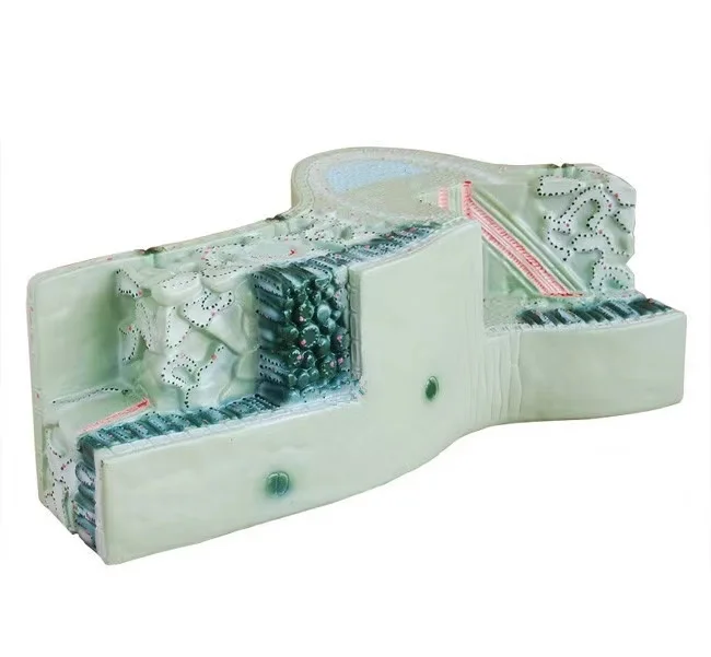 お値下げ 新品未使用 植物の葉構造モデルヘバクラウドの解剖学拡大金型教育標本 即日発送 Signature Johaness Com お値下げ 新品未使用 植物の葉構造モデルヘバクラウドの解剖学拡大金型教育標本 即日発送 Signature Johaness Com