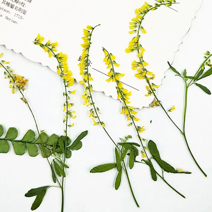 100 шт прессованный высушенный 7-9 см мелилотус Officinalis цветок растение гербарий для ювелирных изделий чехол для телефона Фоторамка "сделай сам" Изготовление DIY