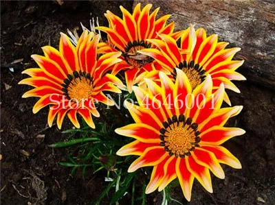 Распродажа! 100 шт Популярные великолепные Газания Rigens бонсай редкий Цветочный бонсай завод Африка бонсай для DIY товары для домашнего сада бонсай - Цвет: 20