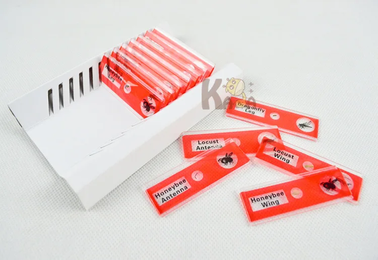 

Microscope Slice Accessories Plastic Biological 12 Slides Exclusive for Children Animal Plant Butterfly Insect Specimen