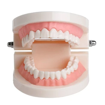 

Brushing Teaching Model Dental Study Teaching Teeth Model Caries Tooth Care Education Dentist Equipment Oral Care Dental Mold