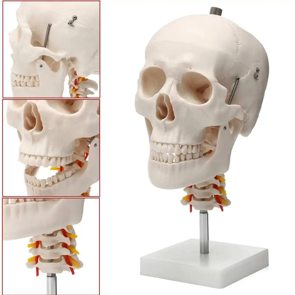 

1:1 Life Size Human Skull Anatomical Anatomy Skull Model Cervical Spine Head Skeleton School Educational Medical Teaching