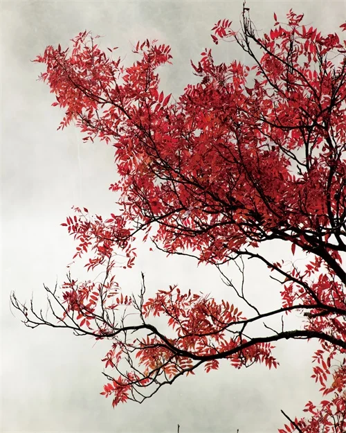 Cassisy Canvas Art Painting? Red maple?Poster Picture Wall Decor Modern Home Decoration Gift For Living room Office
