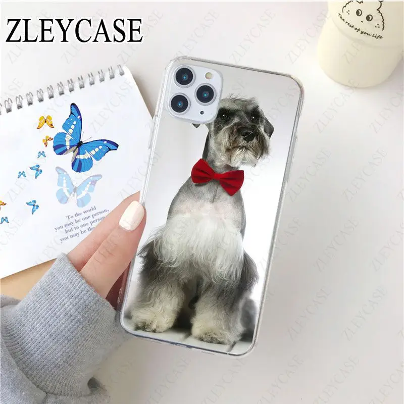 Miniature schnauzer puppy dog