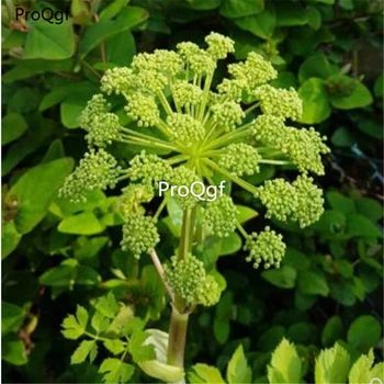 

Ngryise 20Ml A Set Angelica archangelica