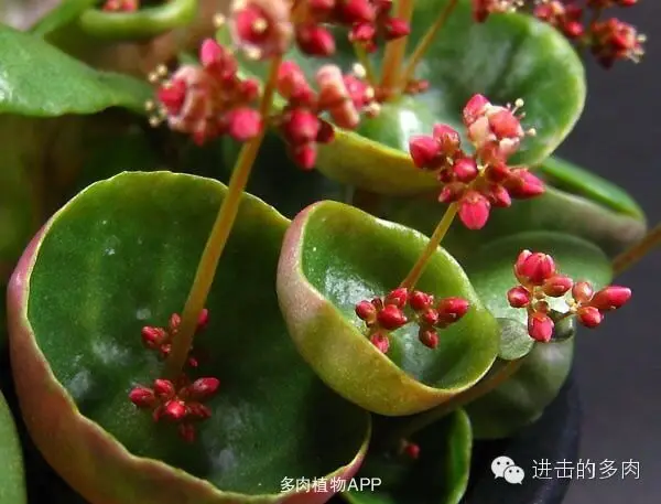 100 шт Свежие реальные Crassula Umbella Oobonsai суккуленты(Qingsuolong