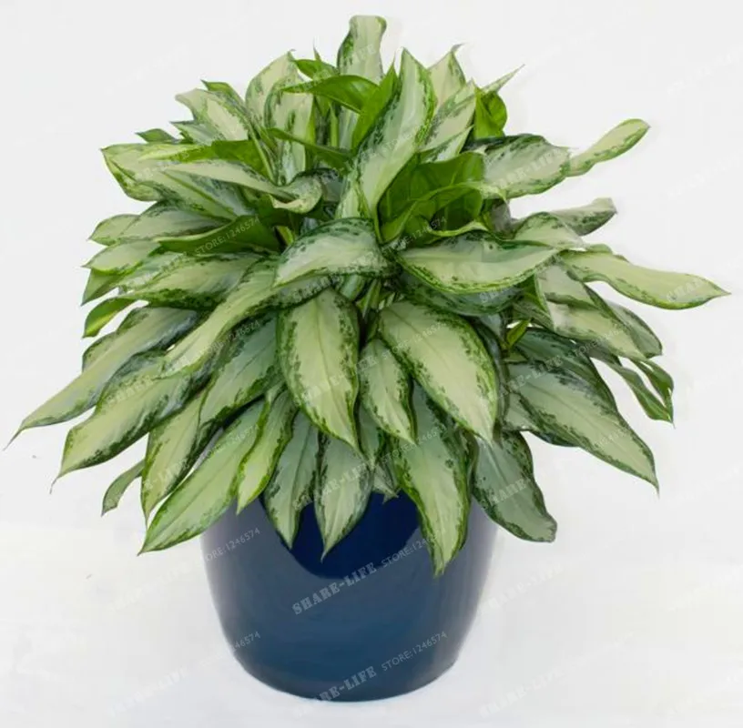 100 шт редкий Aglaonema Spp высокая влажность легкий рост офисный стол Бонсай освежитель воздуха растения радиационная защита дома и сада