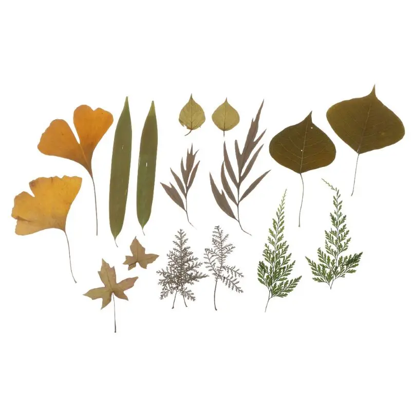 

16Pcs Mix Pressed Leaves Plant Specimen Collection Resin Fillings Jewelry Making