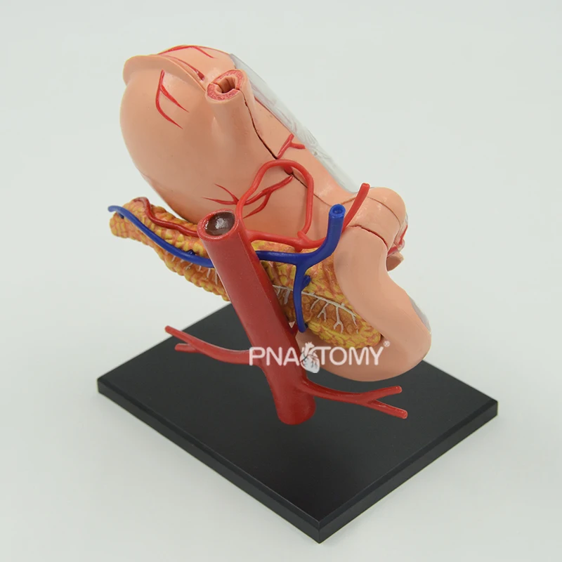 4D Detachable Stomach Model 3