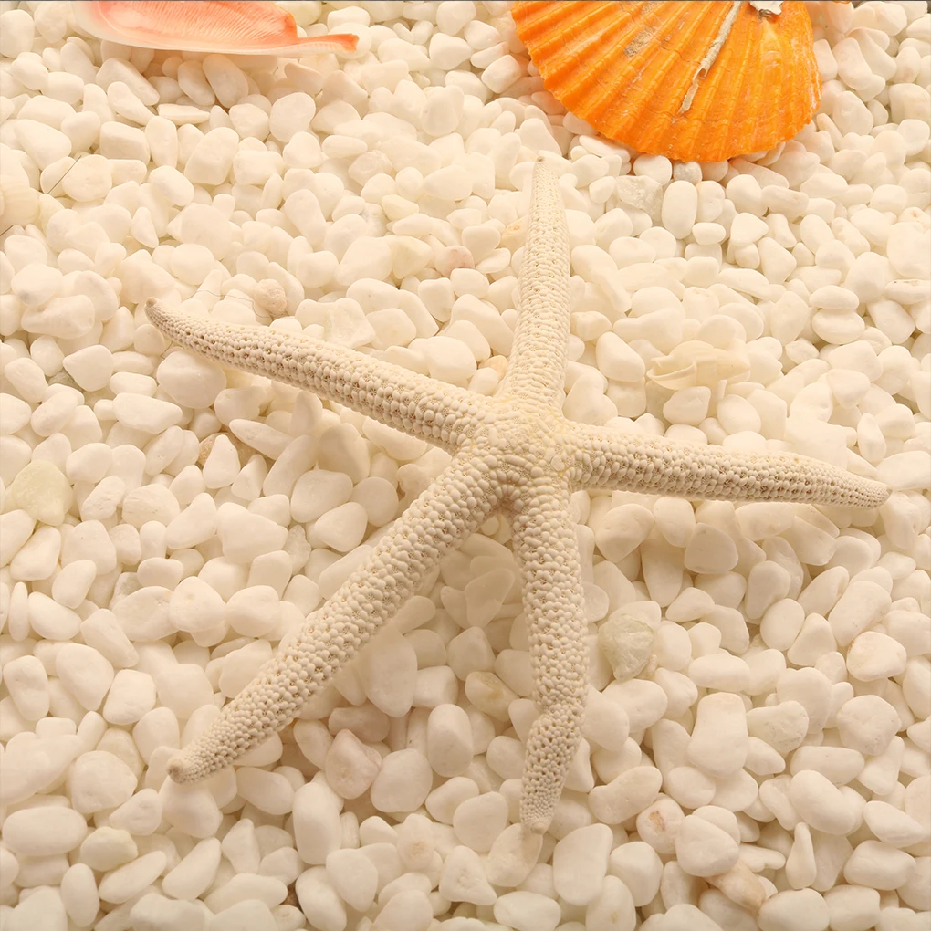 Natural 5-12cm 10-12cm White Finger Starfish Sea Stylish Home Hair Wedding Decor and Craft Project