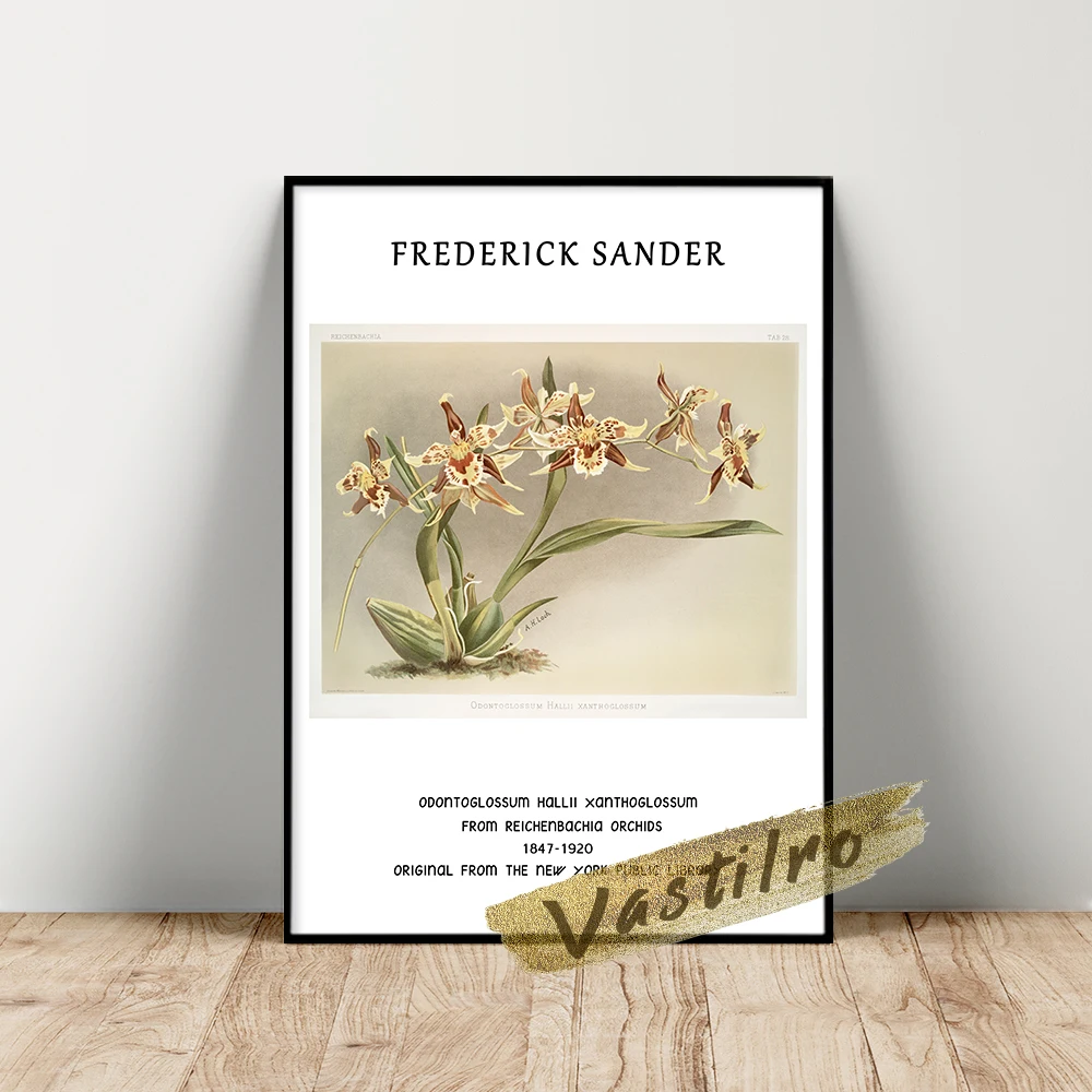 Henry Frederick Sander Poster Odontoglossum Hallii Xanthoglossum Wall Painting Reichenbachia Orchids Plant Flower Art Prints | Дом и сад
