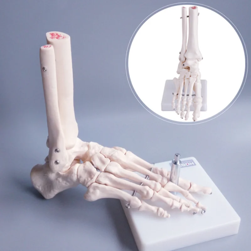 Foot Skeleton Model 1:1 Foot Joint Model Foot Skeleton Model Medical Studies Bones Skeletal Anatomy Clinic Show Teaching